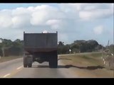Ce cochon saute d'un camion en pleine route !