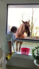 Adorable : un cheval vient à la fenêtre pour boire de l'eau d'un seau