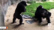 Zoo Shares Heartwarming Video Of Two Chimps Hugging
