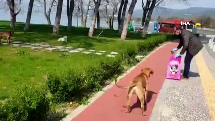 Başkan, sokak hayvanları için çağrıda bulunan vatandaşa özel aracı ile mama götürdü