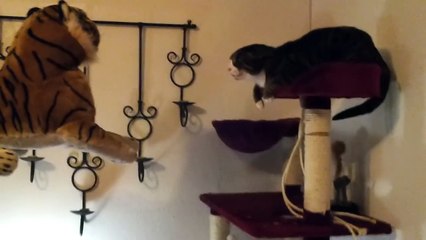 Ce chat est bien plus féroce que le tigre