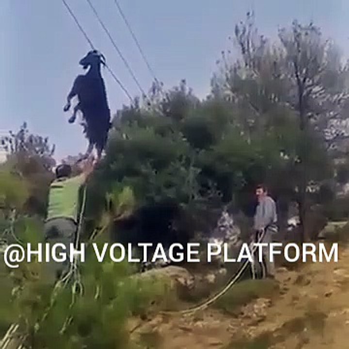 gorgeous goat stuck in electrical wires