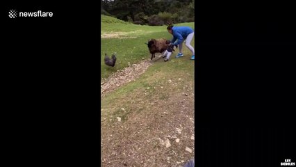 Un bélier charge un bébé essaye de ne pas rire