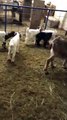 Chèvres chez La chèvre gourmande