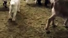 Chèvres chez La chèvre gourmande
