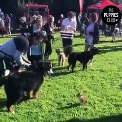 Cute pets cute animals compilation funny cats and dogs