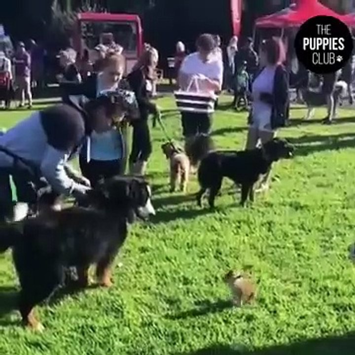 Cute pets cute animals compilation funny cats and dogs