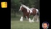 شاهد هيبة وجمال الخيول الاصيلة الخيل خير مقطع فيديو جميل جدااا