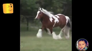 شاهد هيبة وجمال الخيول الاصيلة الخيل خير مقطع فيديو جميل جدااا