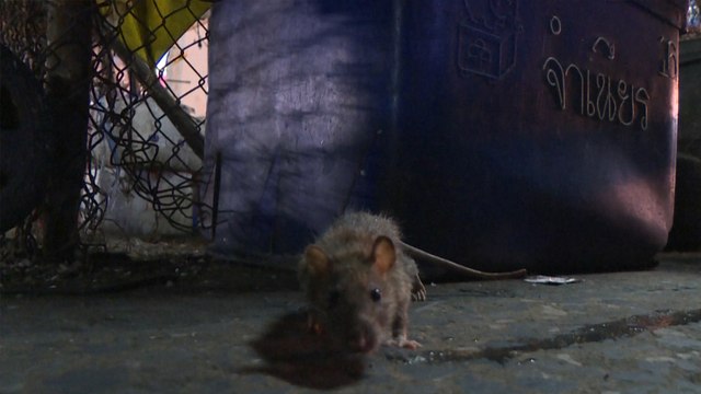Rats take over emptied Bangkok streets as Thais retreat indoors for coronavirus curfew