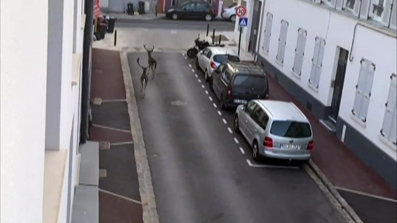 Hirsche laufen durch menschenleere Straßen in Paris