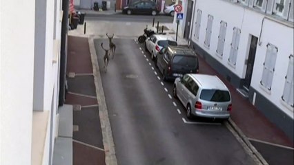 Hirsche laufen durch menschenleere Straßen in Paris