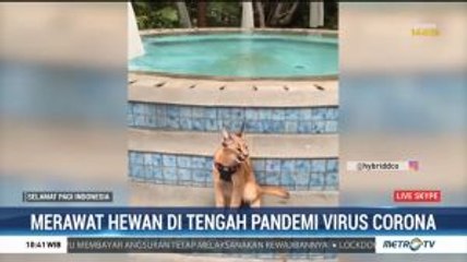 Merawat Hewan di Tengah Pandemi Virus Corona