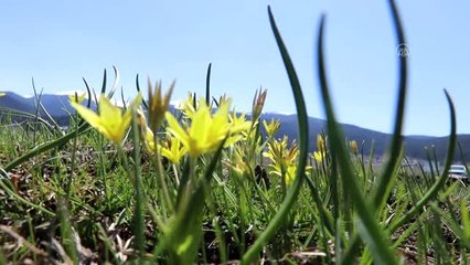 Yaylalarda "renk cümbüşü" yaşanıyor