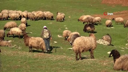 Havaların ısınmasıyla küçükbaş hayvanlar ova ve dağlarda otlatılmaya başlandı