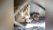 गुजरात: शेरनी ने एक साथ 4 शावकों को जन्म दिया, 10 दिनों में यहां जन्मे 21 शेर, VIDEO