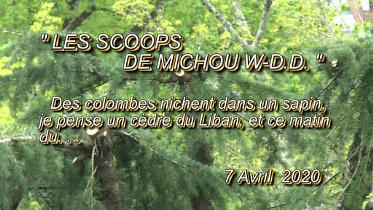LES SCOOPS DE MICHOU W-D.D. - 7 AVRIL 2020 - PAU - QUARTIER TRESPOEY UN SAPIN À ÉTÉ ÉTÊTÉ IL ABRITAIT DES NIDS