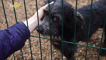 France Allows Exception to Strict Lockdown, Adopting a Pet