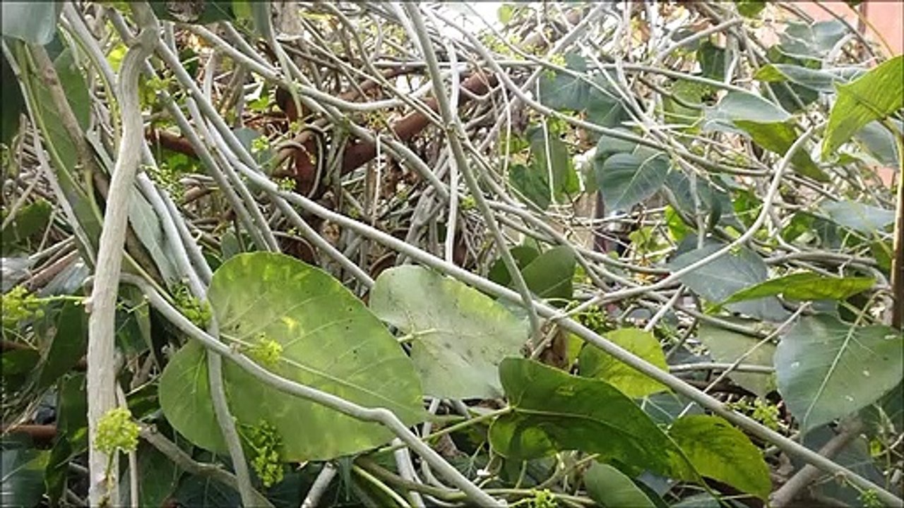 गिलोय काढ़ा कैसे बनाएं -रोगप्रतिरोधक क्षमता बढ़ाने वाली औषधि Giloy kadha aise banaye~Tinospora cordifolia