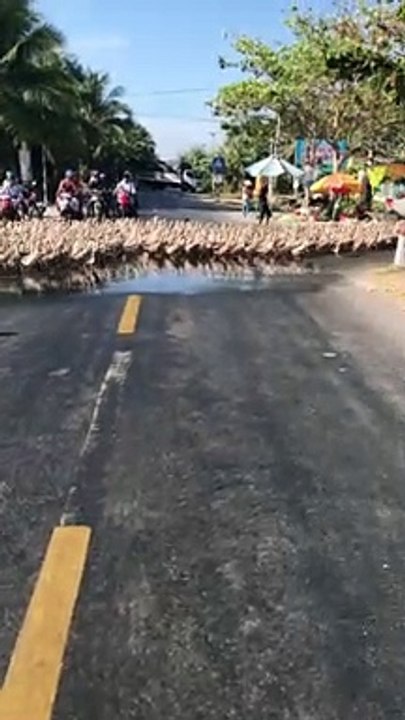 Traffic Stops to Let Flock of Ducks Cross Street