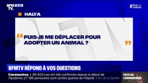 Puis-je me déplacer pour adopter un animal ?