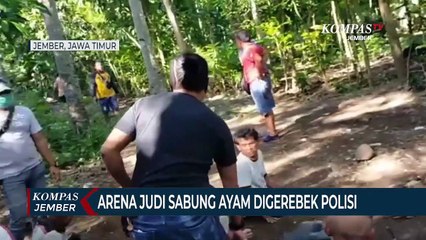 Arena Judi Sabung Ayam Digerebek Polisi