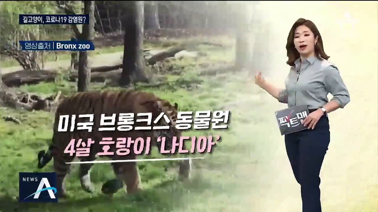 [팩트맨]“호랑이도 감염”…고양잇과 코로나 취약?