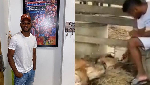 Unos jóvenes violaron a mi vaca : la denuncia del futbolista Miguel Borja
