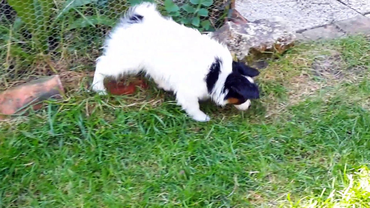 la chasse aux oeufs...