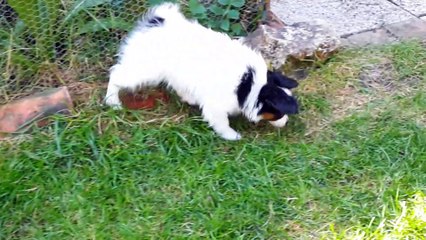 la chasse aux oeufs...