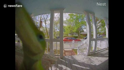'Someone's at our front door!' Tiny lizard activates North Carolina doorbell camera