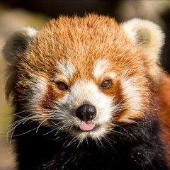 Le parc animalier de Sainte-Croix pendant le confinement