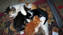 Four Kitties Live Breastfeeding Fight