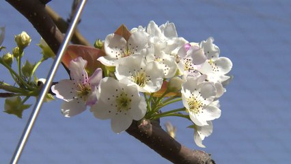 "배 농사 망칠라" 코로나19로 일손 부족 비상 / YTN