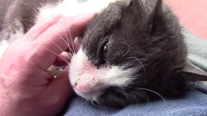 b3.1 Lundi de Pâques : vibrations et microzymas (câlin avec le chat)