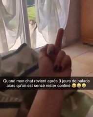 Mon chat reviens après 2 jours alors que c'est le confinement