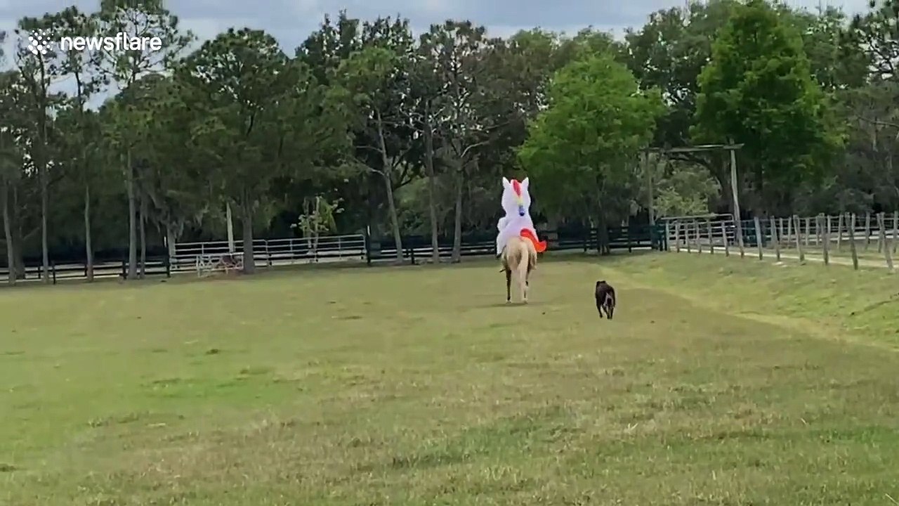 Florida woman rides horse wearing inflatable  UNICORN outfit while in quarantine