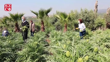 Corona önlemleri altında türkülü enginar hasadı