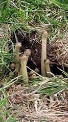 Les serpents aussi sont en confinement