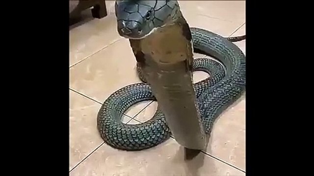 Il a comme animal de compagnie un cobra royal géant impressionnant