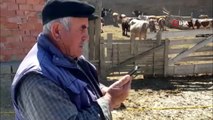 75 yaşındaki Hakkı Kambur, ineğini satarak 'Milli Dayanışma Kampanyası'na bağış yaptı