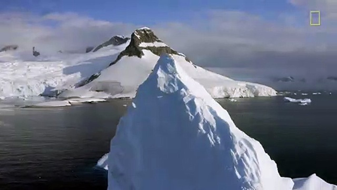 Nat Geo WILD Penguins Isolate