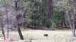 Yosemite Bears Are Thriving As Humans Stay Indoors