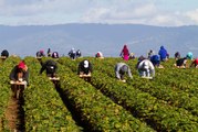 White House Considers Cuts to Migrant Farm Worker Minimum Wages, Despite Labor Shortages