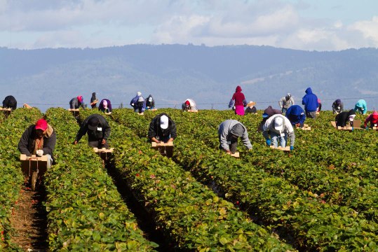 White House Considers Cuts to Migrant Farm Worker Minimum Wages, Despite Labor Shortages