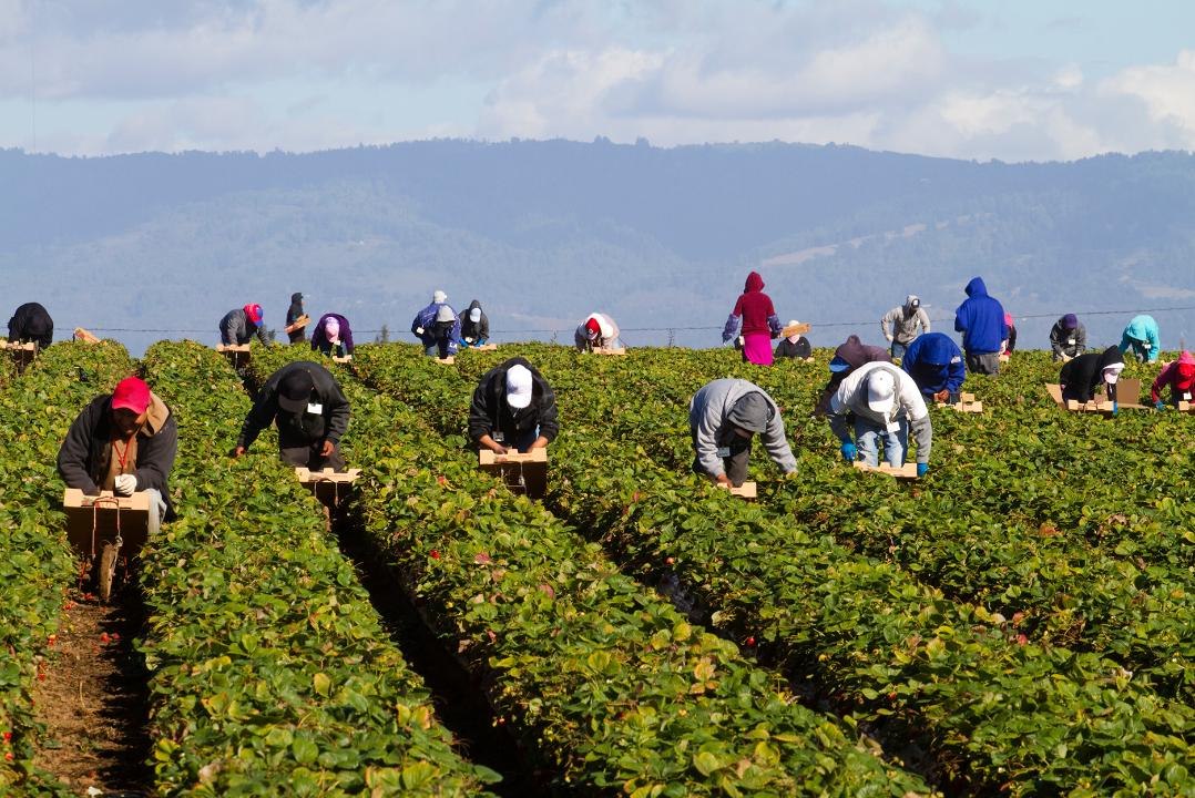 White House Considers Cuts to Migrant Farm Worker Minimum Wages, Despite Labor Shortages