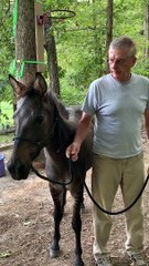 Tigger, the Basketball Playing Zony (Zebra x Pony)