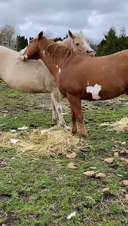 Inseparable Pals Help the Shed Out Process