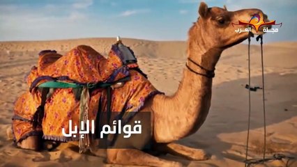 لماذا دعانا الله بالنظر الى الأبل؟ - معلومات رائعة عن الجمل - جمل