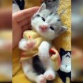 Viral Total: Los Gatos mas tiernos y divertidos del Mundo.